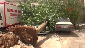 Park Halindeki 2 Otomobilin Üzerine Ağaç Düştü