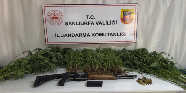 ŞANLIURFA’DA JANDARMADAN UYUŞTURUCU OPERASYONU
