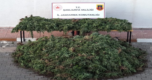 UYUŞTURUCU İLE MÜCADELEDE 9 GÖZALTI 